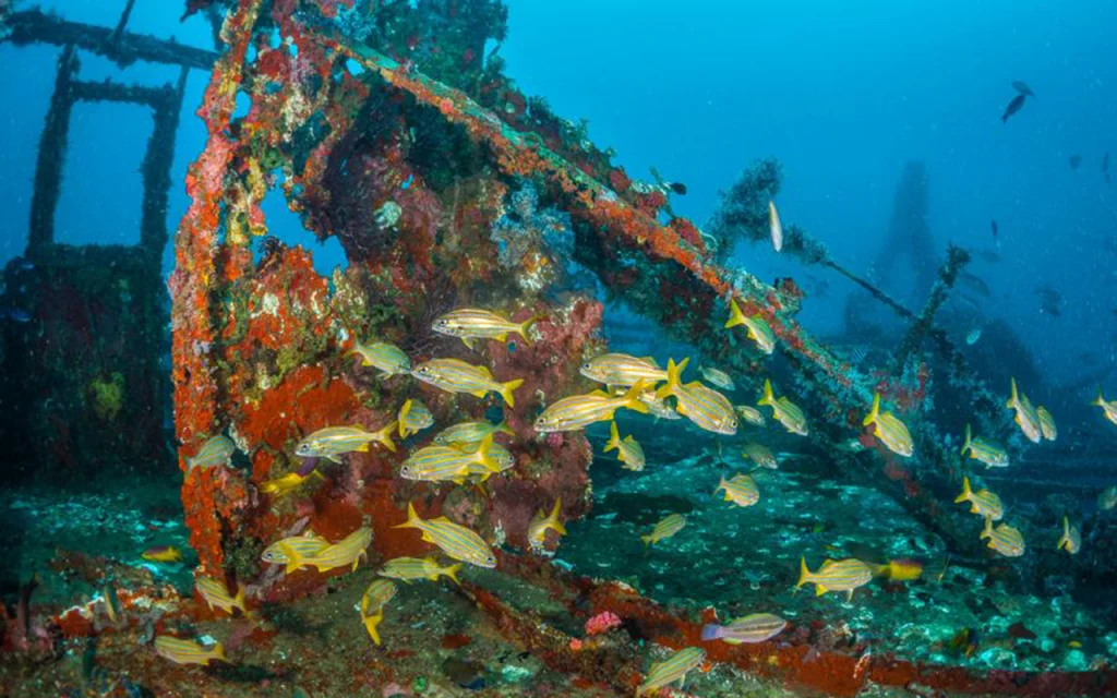 yellow fish swimming around a shipwreck