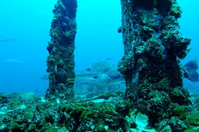 USS Oriskany Transformation: Warship to Artificial Reef & Diving Attraction