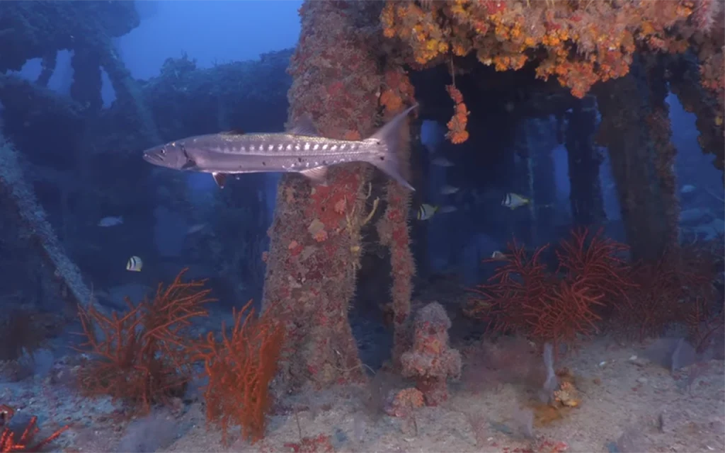 Hydro Atlantic Shipwreck