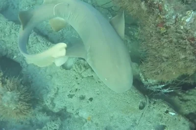 The Lofthus Wreck North Florida