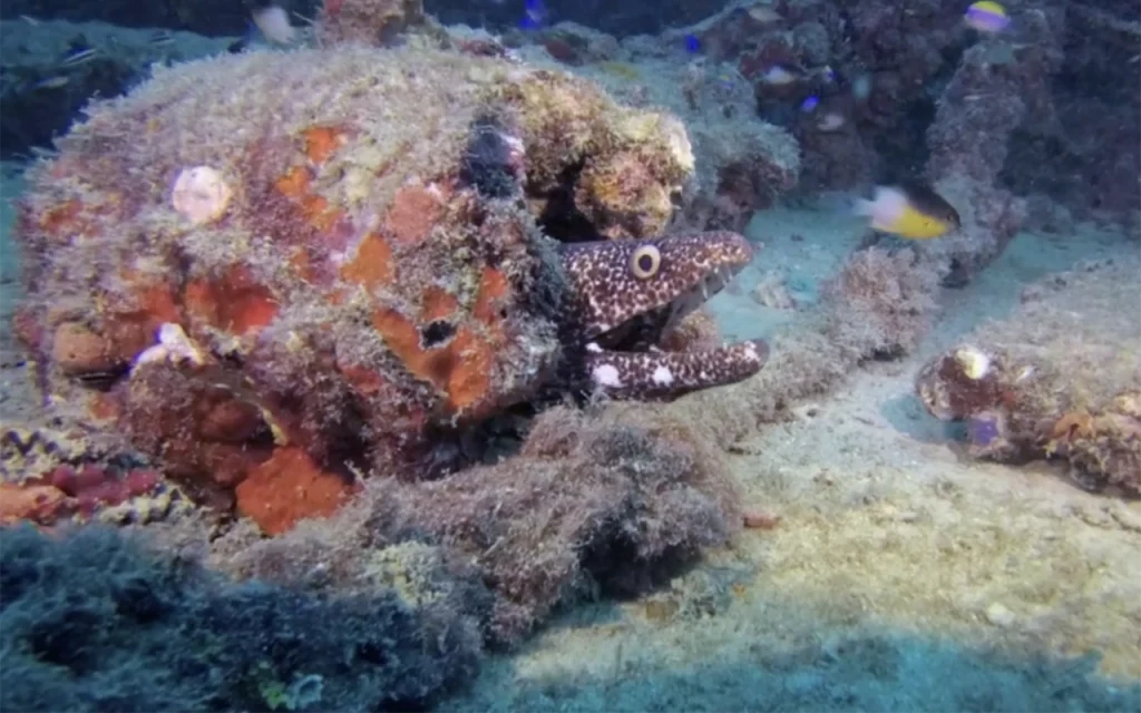 The MV Tracy Wreck