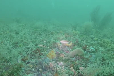 Three Coal Barges Florida Panhandle Shipwreck Trail