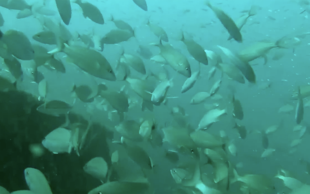 USS Accokeek Wreck