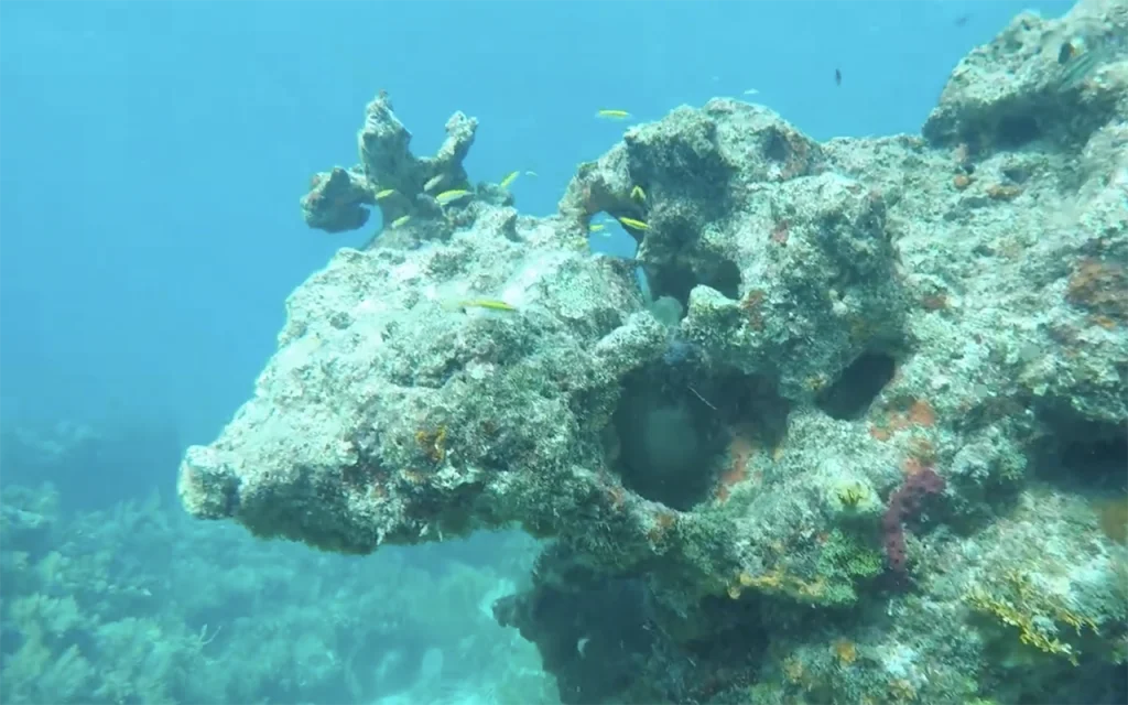 Carysfort Reef Florida