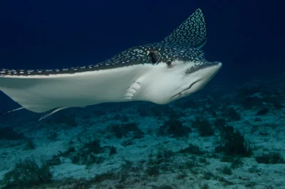 Eagle Ray Alley Scuba Diving Key Largo Spots