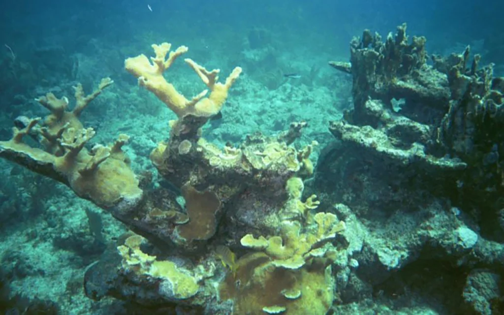 French Reef Coral