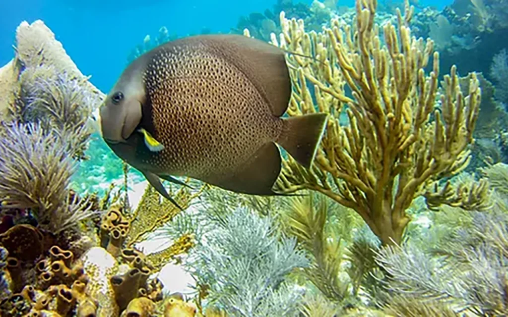 French Reef Key Largo