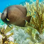 French Reef Key Largo