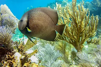 Uncover Key Largo’s Hidden Underwater Adventures