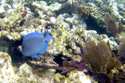 Scuba Diving Key Largo: Grecian Rocks Guide