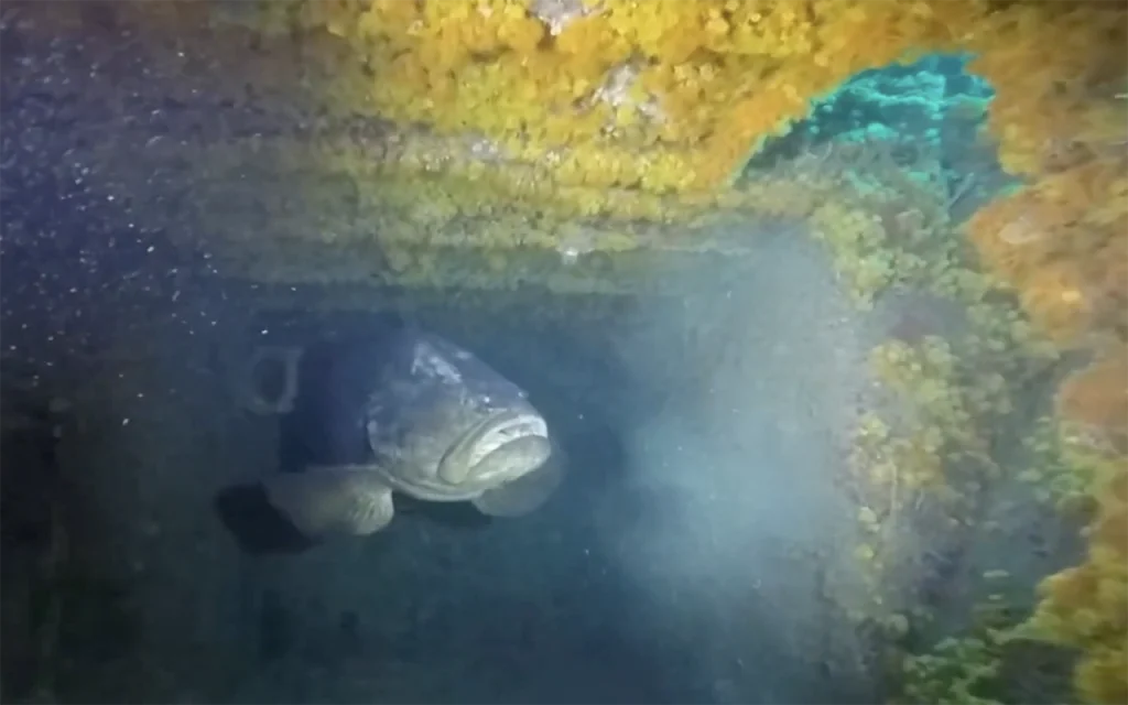 Guy Harvey Wreck