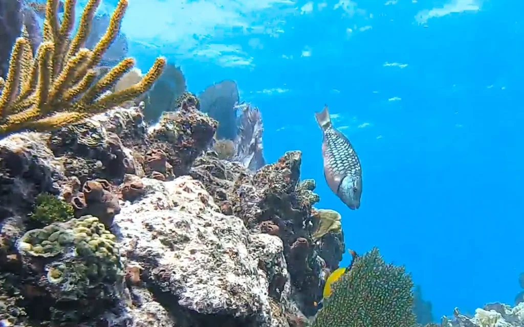 Molasses Reef Key Largo