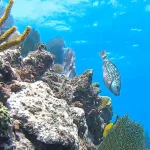 Molasses Reef Key Largo