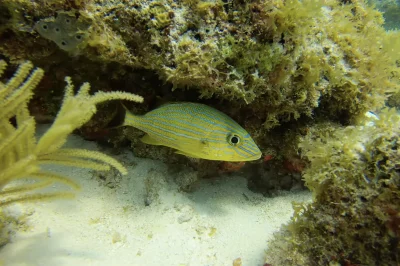 Best Diving Spots Pickles Reef Key Largo