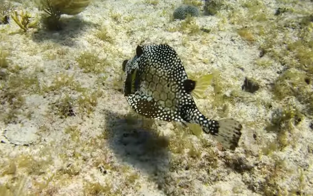 Pickles Reef Key Largo