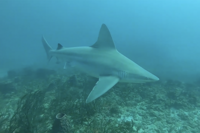 Quallman Tugs Wreck (Pompano Beach) Florida