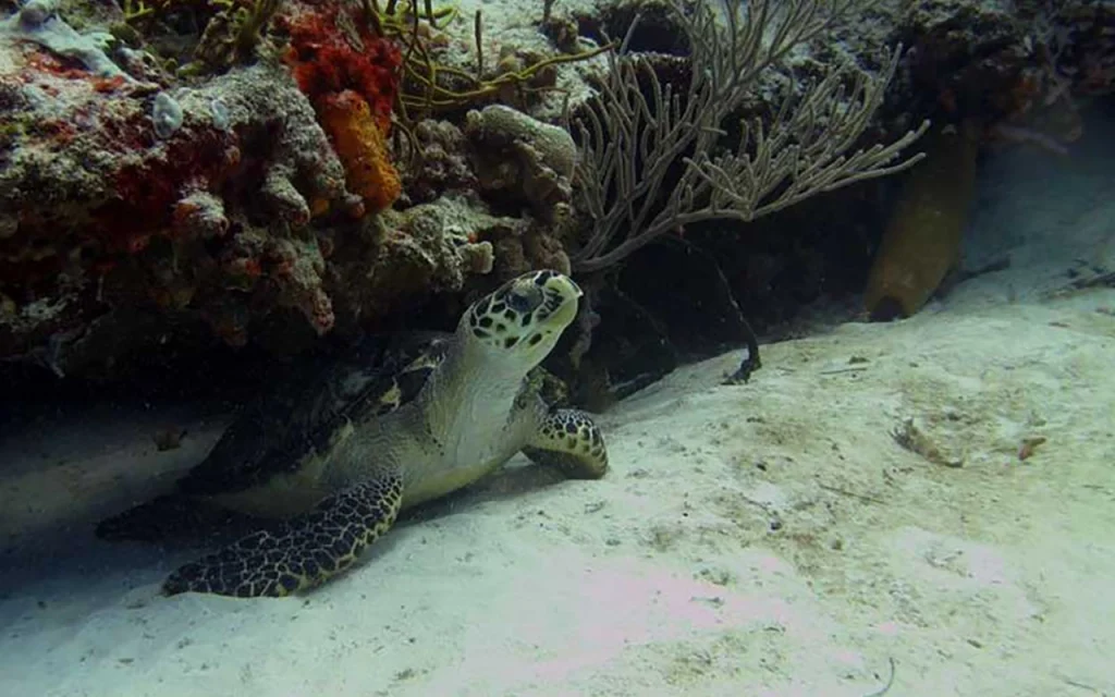 Turtle at French Reef