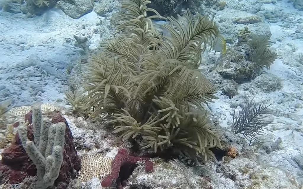 Alligator Reef Florida