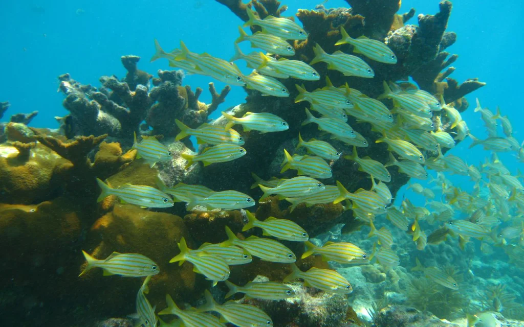 American Shoal Keywest