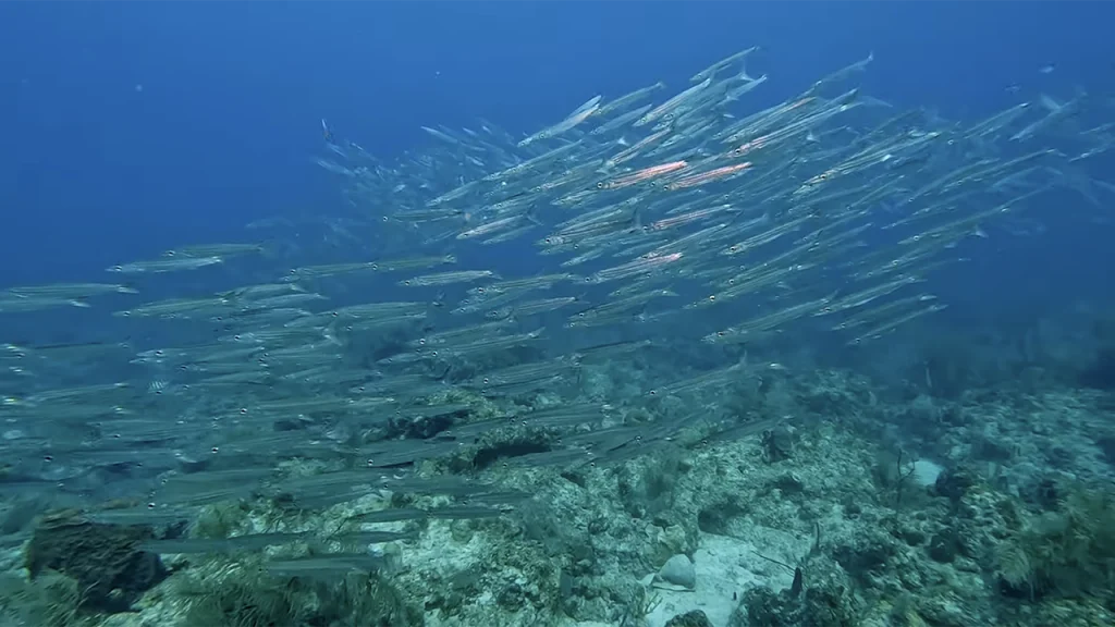 Ball Buoy Reef Miami