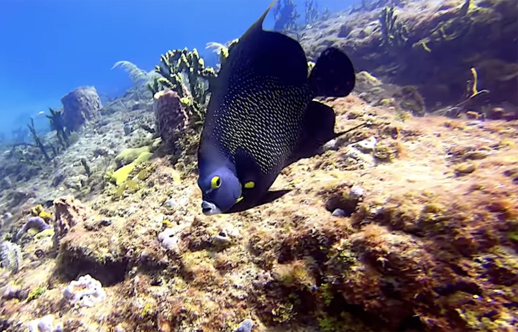 Barracuda Reef