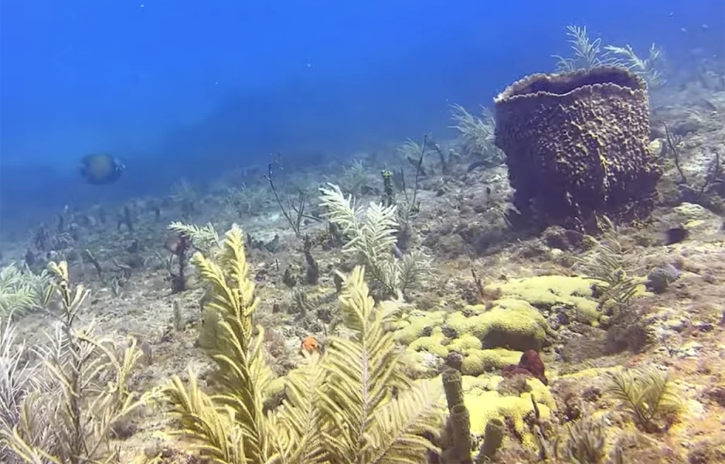 Barracuda Reef Florida