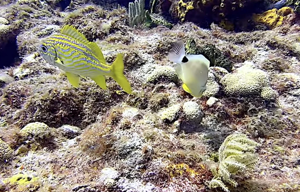 Barracuda Reef Fort Lauderdale