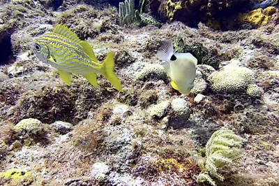 Barracuda Reef Fort Lauderdale: Diving Guide