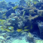 Conch Reef