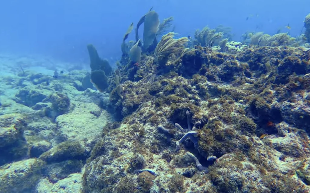 Conch Reef Florida