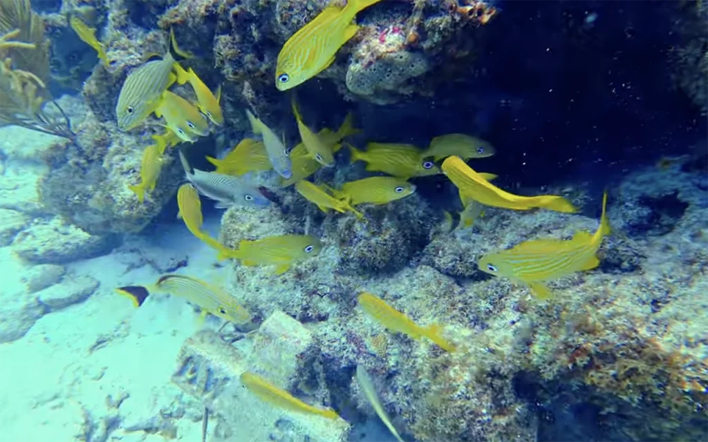 Conch Reef Islamorada