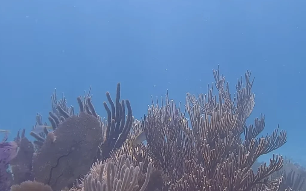 Crocker Reef Florida