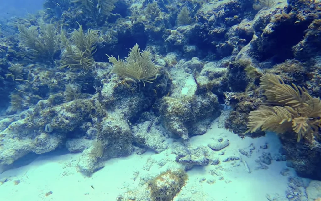 Crocker Reef Islamorada