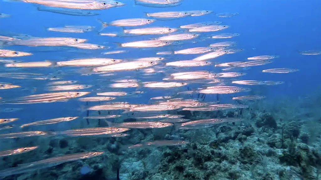 Crocker Wall Islamorada