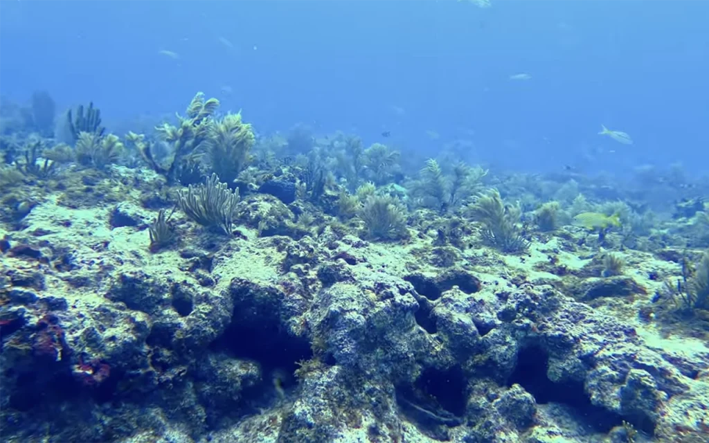 Davis Reef Florida