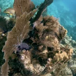 Elbow Reef