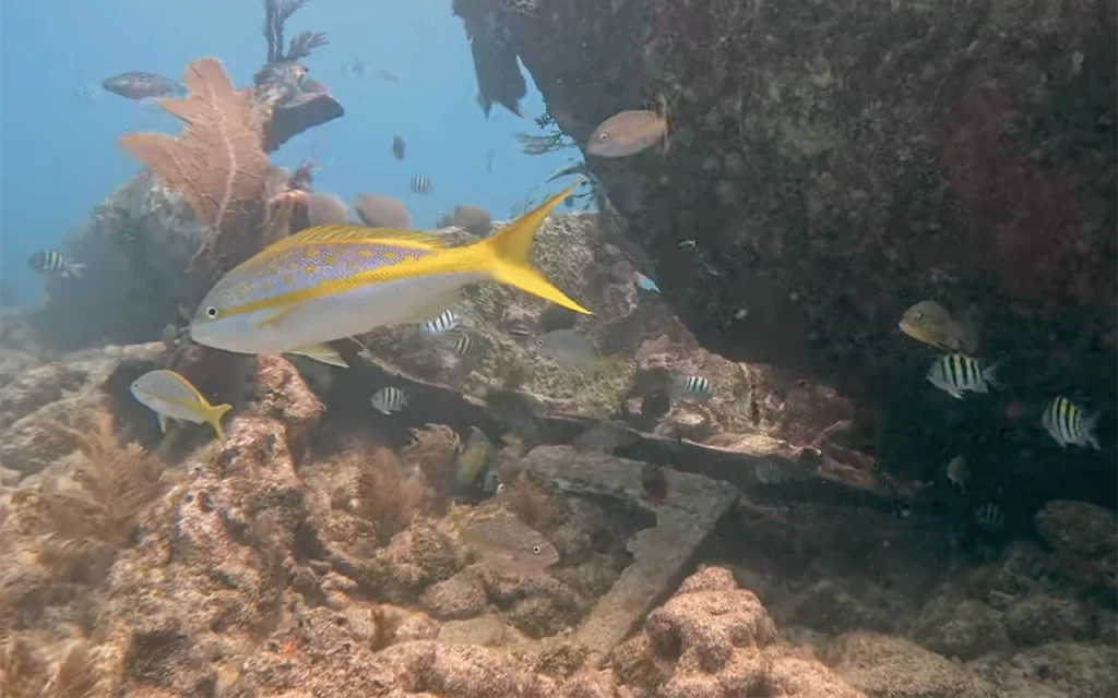 Elbow Reef Key Largo