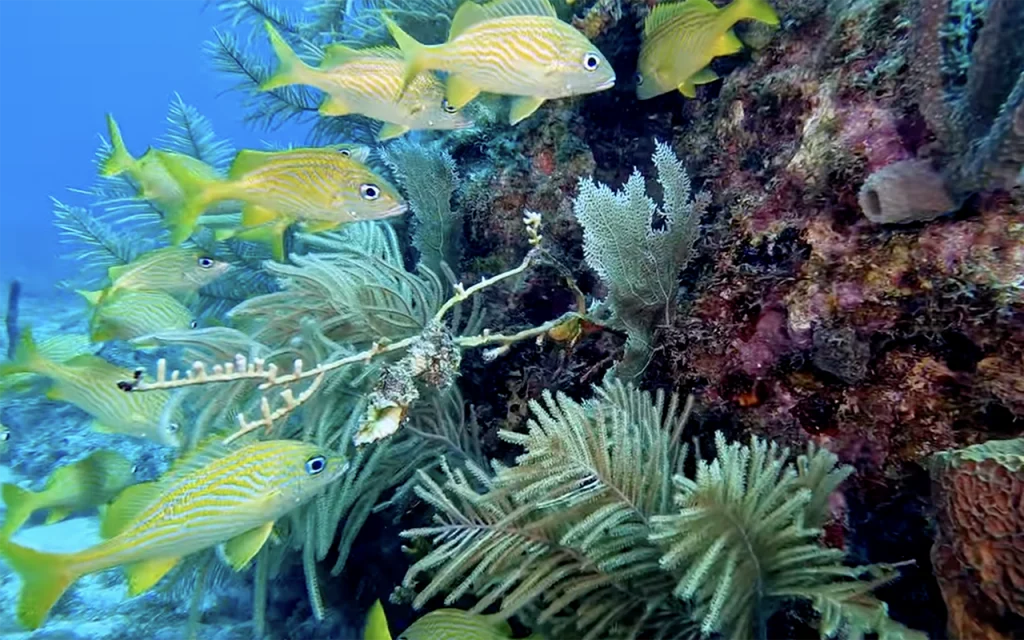 Fingers Reef Florida