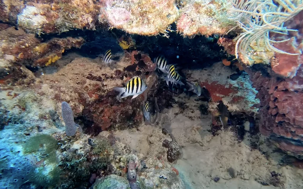 Fingers Reef Key West