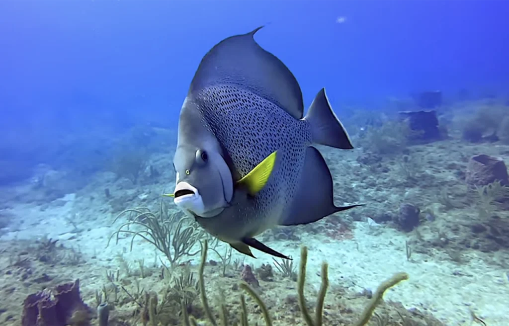 Hammerhead Reef Fort Lauderdale