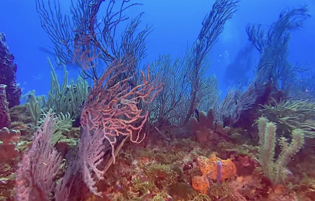 Hammerhead Reef Florida