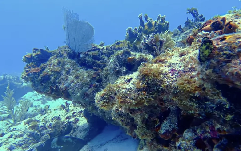 Hens and Chickens Reef Islamorada