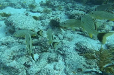 Best Diving Spots Kedge Ledge Key West