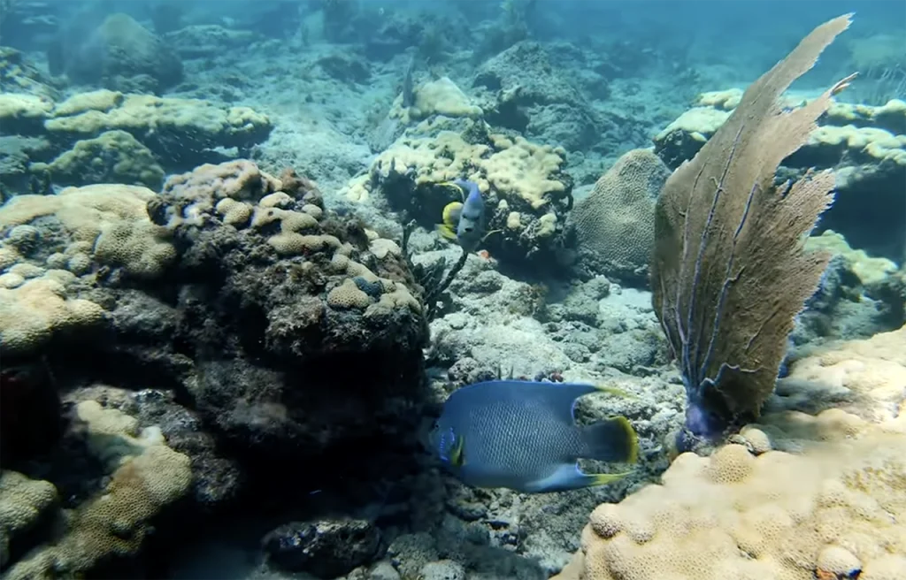 Lauderdale-by-the-Sea Reef