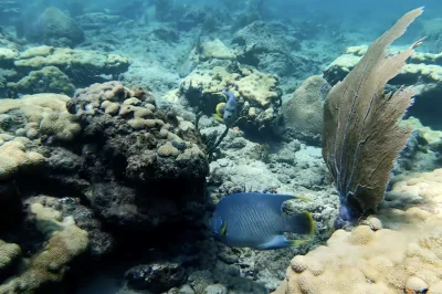 Lauderdale-by-the-Sea Reef: Diving Guide & Tips