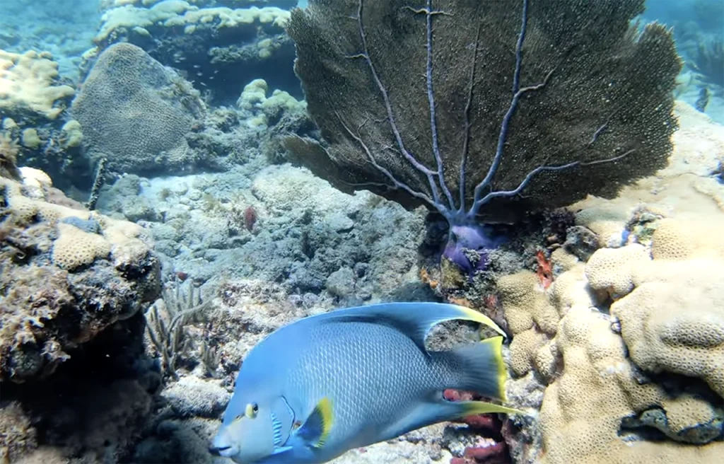 Lauderdale-by-the-Sea Reef Florida