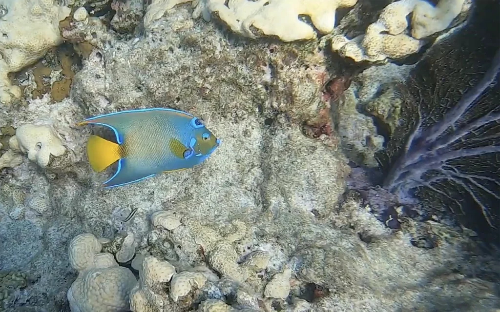 Looe Key National Marine Sanctuary