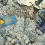 Looe Key National Marine Sanctuary