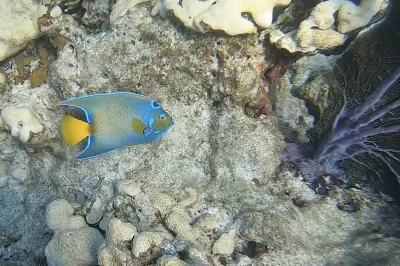 Dive Looe Key National Marine Sanctuary: Guide & Tips