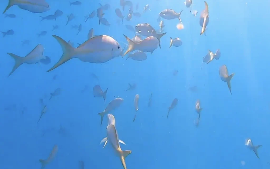 Looe Key National Marine Sanctuary 